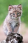 Bobcat kitten, Lynx Felis rufus, 8 weeks old, ranges from southern Canada to northern Mexico