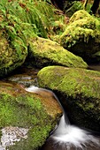 Creek with moss covered rocks - Beacon Rock State Park, North Bonneville, Washington