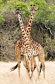 Pair of Masai Giraffe - Serengeti National Park, Tanzania