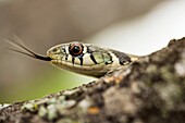 Checkered Garter Snake - Los Novios Ranch - near Cotulla, Texas USA