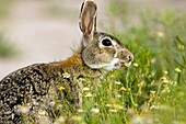 Eastern Cottontail Rabbit - Los Novios Ranch - near Cotulla, Texas USA