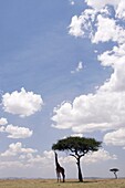 Masai Giraffe feeding on Acacia Tree in vast Mara landscape - Masai Mara National Reserve, Kenya