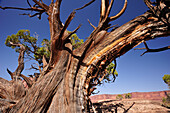 Gnarled trunk of Utah juniper, White Rim Drive, White Rim Trail, Island in the Sky, Canyonlands National Park, Moab, Utah, Southwest, USA, America