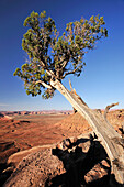 Utah juniper in the sunlight, White Rim Drive, White Rim Trail, Green River, Island in the Sky, Canyonlands National Park, Moab, Utah, Southwest, USA, America