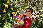 Father, mother and son picking lemos, lemon grove, Soller, Mallorca, Spain