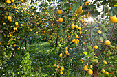 Zitronenbäume, reife Zitronen, Zitronengarten, Zitrusfrüchte, Landwirtschaft, Zitronenernte, Soller, Mallorca, Spanien