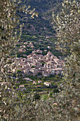 Schönstes Dorf Spaniens, Fornalutx, im Tal der Orangen, Olivenhain, Olivenbäume, Steinterrassen, Fornalutx, Serra de Tramuntana, UNESCO Weltnaturerbe, Mallorca, Spanien