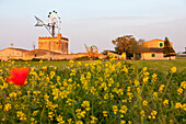 Windmühle mit einer Blumenwiese im Sommer, Wahrzeichen, Symbol von Mallorca, Es Pla, Mohnblume, bei Palma de Mallorca, Mallorca, Spanien