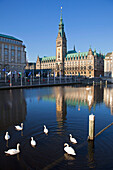 Swans at the Alsterfleet in front of the Town Hall, Hamburg, Gemany, Europe