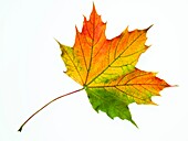 Close up on a maple leaf, autumn