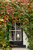 England, Cornwall,window with ivy in Polperro
