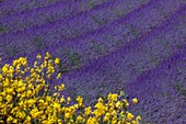 Lavender field and broom