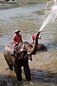 Thailand,Chiang Mai,Elephant Camp,Elephants Bathing