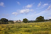 England,Northumberland,Field of Buttercups and Alnwick Castle