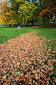 England,London,St.James Park,Autumn Leaves