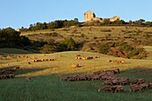 France, Aveyron, Rougier de Camarès, Montaigut castle, fields with animals