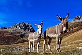 Common donkeys (Equus Asinus), seen in diving against a backdrop of mountains