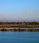 France, Bouches du Rhone (13), Camargue Regional Nature Park, landscape of marshes, (aerial view), flight Flamingos (Phoenicopterus roseus)
