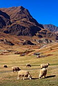 France, Savoie (73), alpine mountain in autumn, with sheep