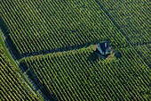 France, Maine et Loire (49), Saumur-Champigny Souzay landscape of the vineyards of the Loire Valley, (aerial view)