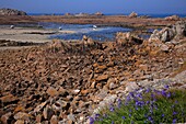 France, Cotes d'Armor (22), Plougrescant, the tip of the castle at low tide, site of the pink granite coast, (aerial photo)