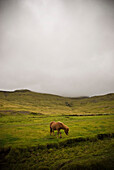 Horse in Foggy Valley, Grundarfjordur, Snaefellsnes Peninsula, Iceland