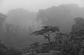 Tropical Trees in Fog, Costa Rica