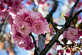 Cherry Blossom, Close-Up