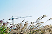 Building on wasteland or disused site, in Taoyuan, Taiwan, Asia. One construction crane.  Wild grasses, plants, being blown in the wind., Taoyuan, Taiwan, Asia.