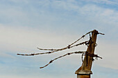 Broken barbed wire atop a metal fence., Seattle/broken barbed wire