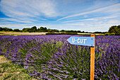 U-cut Lavender Sign.  Lavender peaks during the annual Sequim Lavender Fest held in July each year.   Olympic Peninsula, Washington.  Outdoor Adventure., U-Cut sign at lavender farm.  Sequim, Washington.