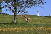 Pferde auf einer Weide und Leuchtturm auf dem Dornbusch, Insel Hiddensee, Nationalpark Vorpommersche Boddenlandschaft, Ostsee, Mecklenburg Vorpommern, Deutschland, Europa