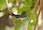 Breeding rufous tailed hummingbird in its nest, La Fortuna, Costa Rica, Central America, America
