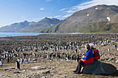 Königspinguine, Aptenodytes patagonicus, St Andrews Bay, Süd Georgien, Antarktis