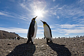 Königspinguine, Aptenodytes patagonicus, St Andrews Bay, Süd Georgien, Antarktis