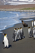 King Penguins on the beach, Aptenodytes patagonicus, and Fur Seal, Arctocephalus gazella, St Andrews Bay, South Georgia, Subantarctic, Antarctica
