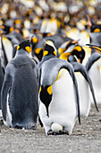 King Penguin with egg in colony, Aptenodytes patagonicus, colony, Gold Harbour, South Georgia, Antarctica