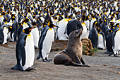 King Penguins and fur seal, Aptenodytes patagonicus, St. Andrews Bay, South Georgia, Antarctica
