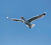 Seagull over the Baltic Sea at Warnemuende, Hanseatic Town of Rostock, Mecklenburg-Western Pomerania, Germany