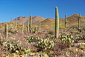 Saguaro and other cactusses at Saguaro National Park, Sonora Desert, Arizona, USA, America