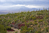 Saguaros und andere Kakteen im Saguaro Nationalpark, Sonora Wüste, Arizona, USA, Amerika