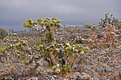 Snowy Joshua trees at the Walker Pass, California, USA, America