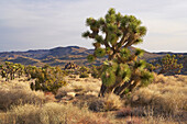 Yuccas im Joshua Tree National Park, Mojave Wüste, Kalifornien, USA, Amerika