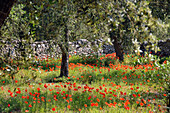 Meadow with olive trees near Otranto in Salento, Apulia, Italy