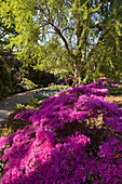 Flowering azaleas in a Berggarten, Botanical garden, Hannover, Germany