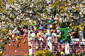 Hand-painted Easter eggs hanging in a tree in Michaelsdorf, Darss, Baltic Sea, Mecklenburg Vorpommern, Northern Germany