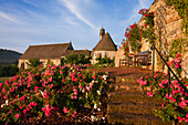 Blühende Rosen in der Aussenanlage von Schloss Hämelschenburg, Schlosskirche St. Marien, Emmerthal, Weserbergland, Niedersachsen, Deutschland, Europa