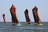 Sailing boats at Saaler Bodden, Fischland Darss Zingst, Mecklenburg Western Pomerania, Germany, Europe