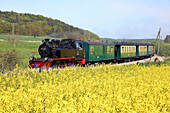 Steam train Rasender Roland at canola field, Island of Ruegen, Mecklenburg Western Pomerania, Germany, Europe