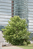 Spiegelnde Fassade eines Hochhauses mit Baum im Vordergrund, UNO-City, Wien, Österreich, Europa